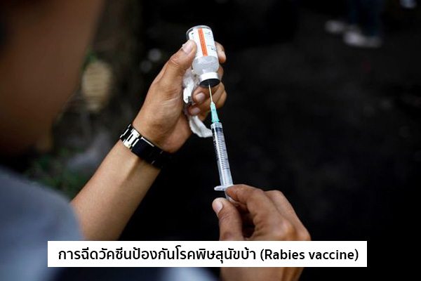 ฉีดยากันพิษสุนัขบ้า