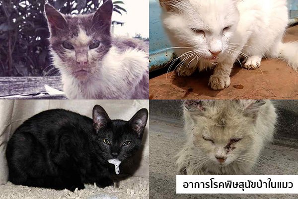 อาการโรคพิษสุนัขบ้าในแมว