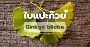 ประโยชน์ของใบแปะก๊วย (Ginkgo biloba) ที่เป็นไปได้จากงานวิจัย