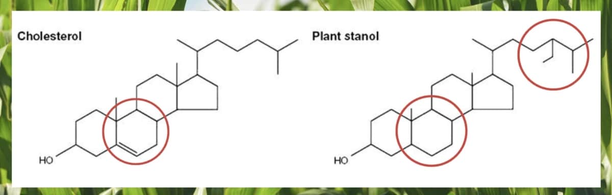 Plant Stanol คือ สารสกัดจากพืชธรรมชาติที่แบ่งย่อยมาจาก Phytosterol (ไฟโตสเตอรอล) มีลักษณะโครงสร้างทางเคมีที่คล้ายคลึงกับคอเลสเตอรอลในร่างกาย